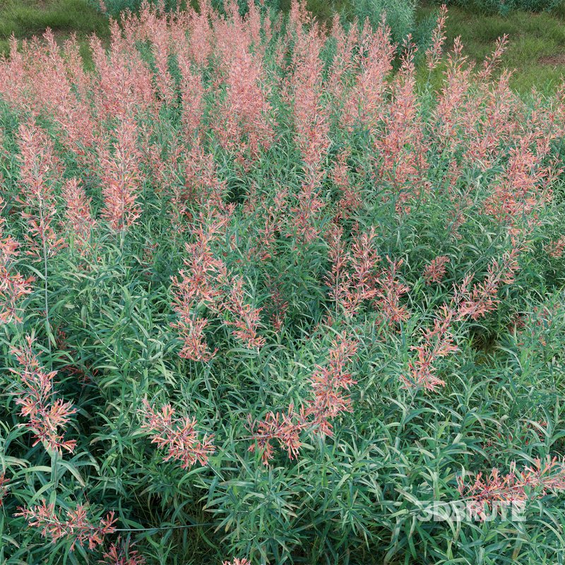 Agastache rupestris – Sunset Hyssop Image 3