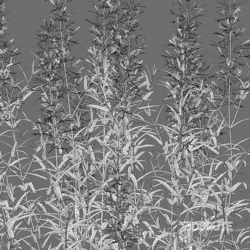 Agastache rupestris – Sunset Hyssop Image 4