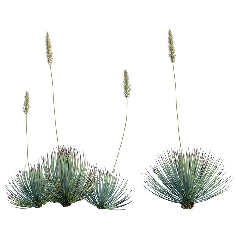 Agave striata – Narrow Leaf Century Plant 02 Image 4