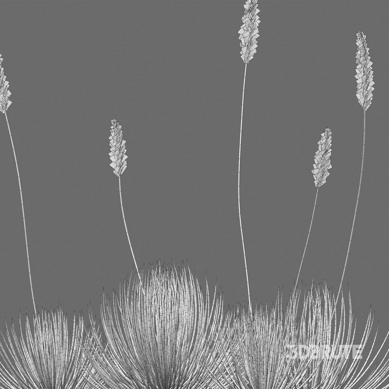 Agave striata – Narrow Leaf Century Plant 02 Image 6