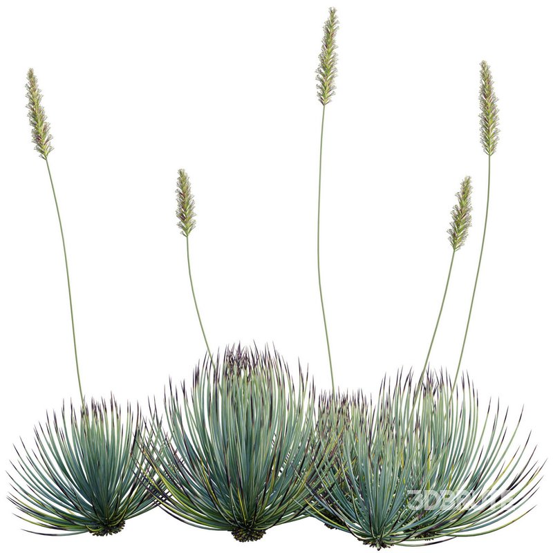 Agave striata – Narrow Leaf Century Plant 02 Image 3