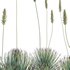 Agave striata – Narrow Leaf Century Plant 02 - Thumbnail 5