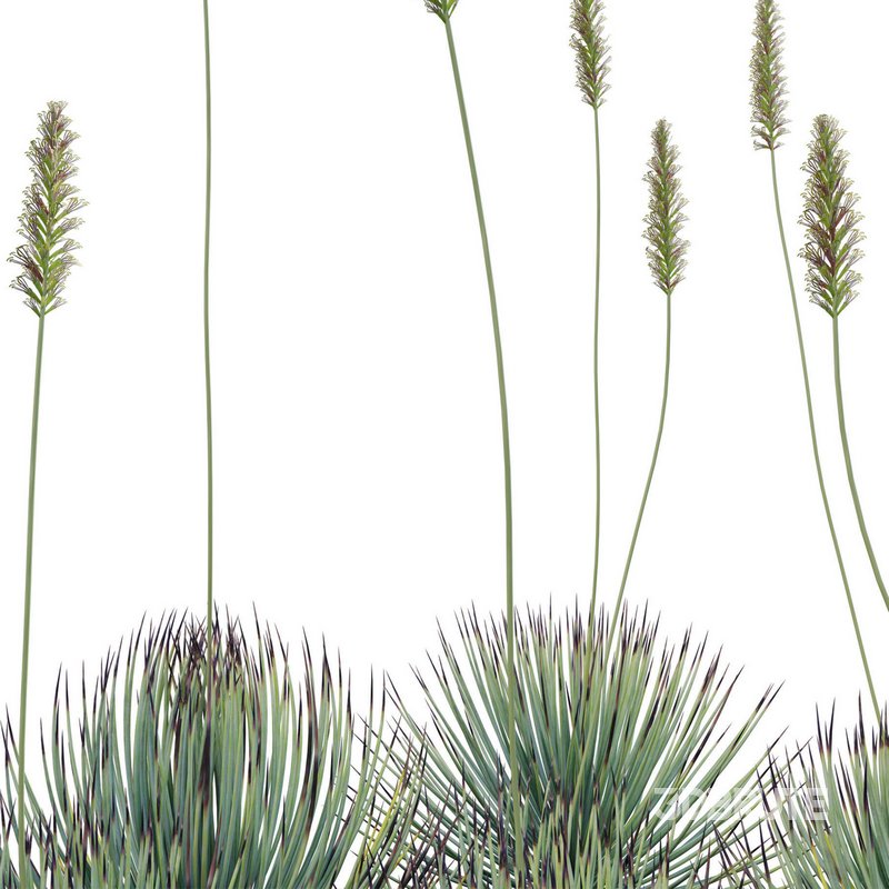 Agave striata – Narrow Leaf Century Plant 02 Image 5