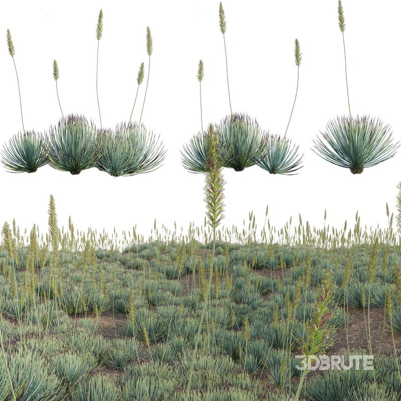 Agave striata – Narrow Leaf Century Plant 02 Image 1