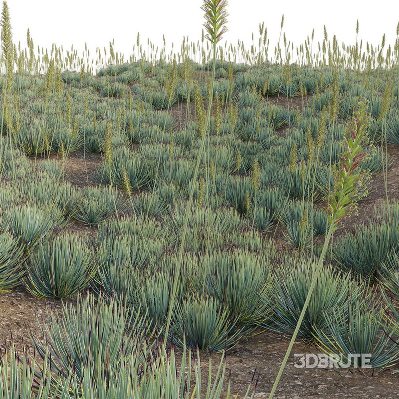 Agave striata – Narrow Leaf Century Plant 02 Image 2