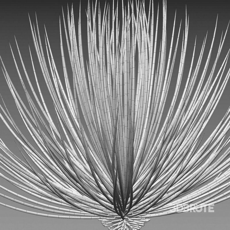 Agave striata – Narrow Leaf Century Plant Image 4