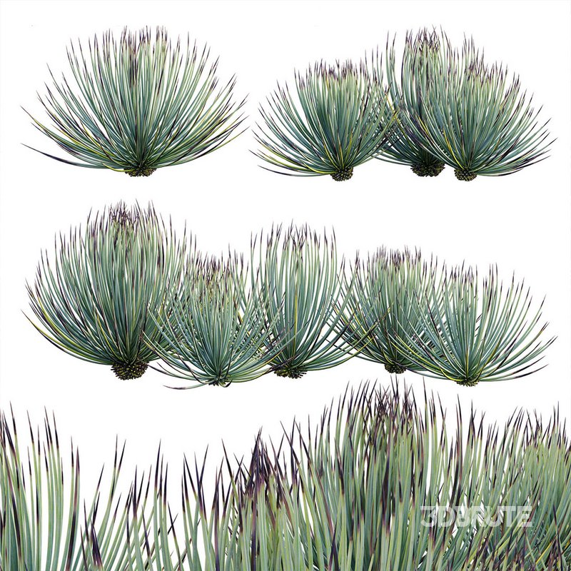 Agave striata – Narrow Leaf Century Plant Image 1