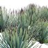 Agave striata – Narrow Leaf Century Plant - Thumbnail 3