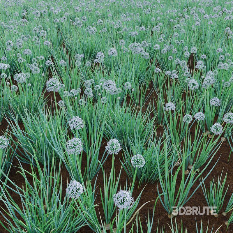 Allium cepa – Common Onion Image 3