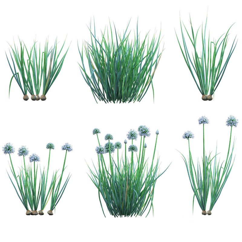 Allium cepa – Common Onion Image 1