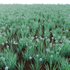 Allium cepa – Common Onion - Thumbnail 4