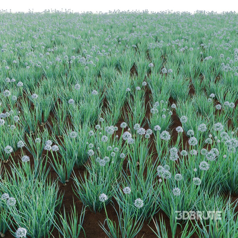 Allium cepa – Common Onion Image 4