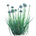 Allium cepa – Common Onion - Thumbnail 2