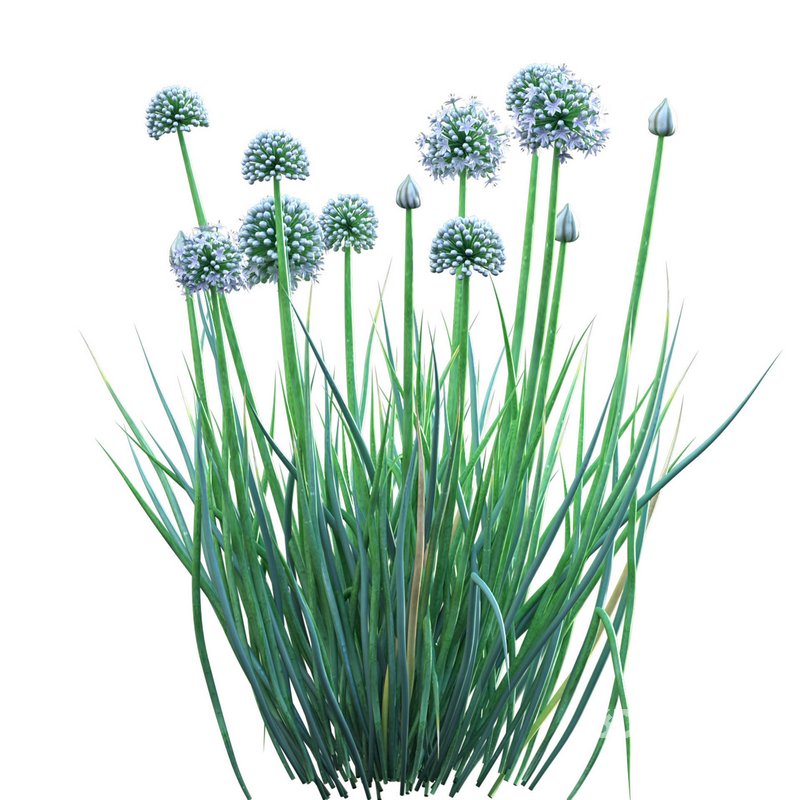 Allium cepa – Common Onion Image 2
