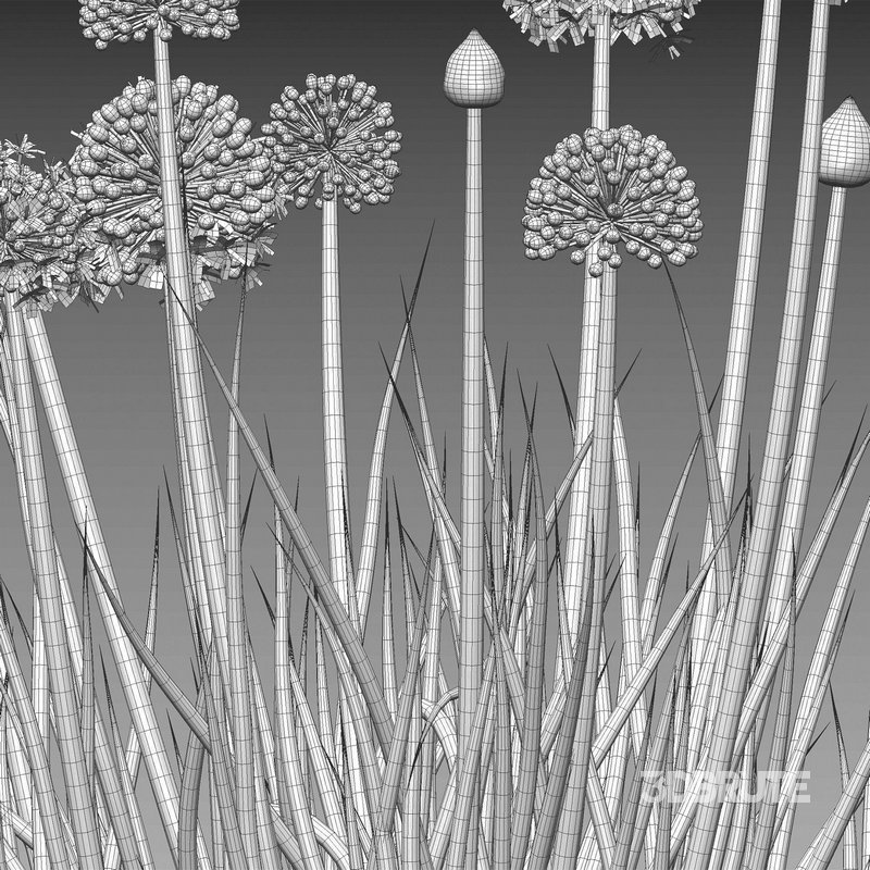 Allium cepa – Common Onion Image 5