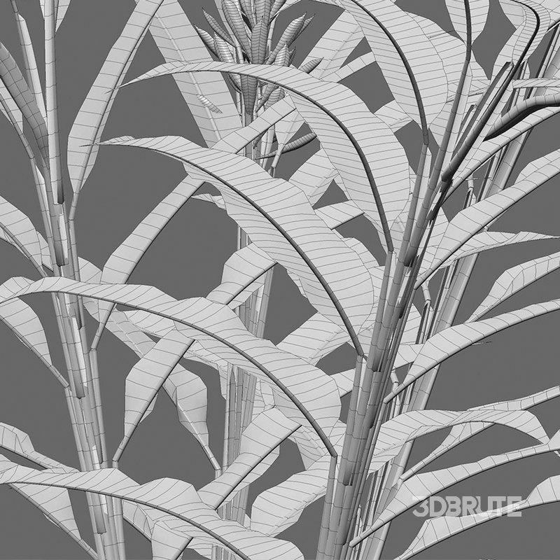 Alpinia Purpurata – Red Ginger Image 4