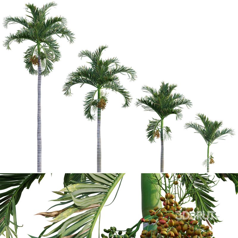 Areca catechu – Betel Nut Palm – Pinang Sirih Image 1