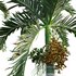 Areca catechu – Betel Nut Palm – Pinang Sirih - Thumbnail 2