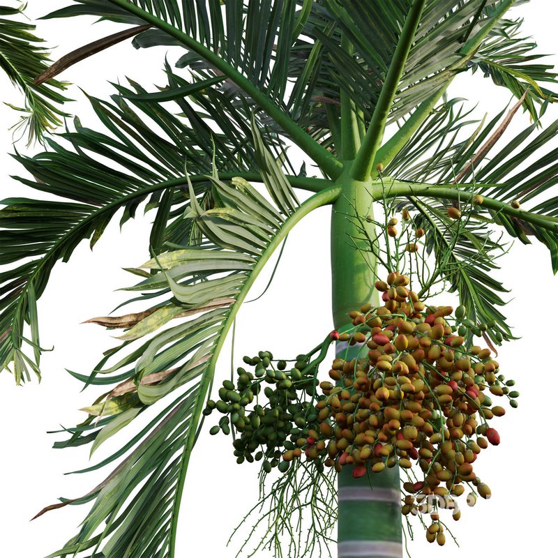 Areca catechu – Betel Nut Palm – Pinang Sirih Image 2