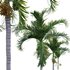 Areca catechu – Betel Nut Palm – Pinang Sirih - Thumbnail 3