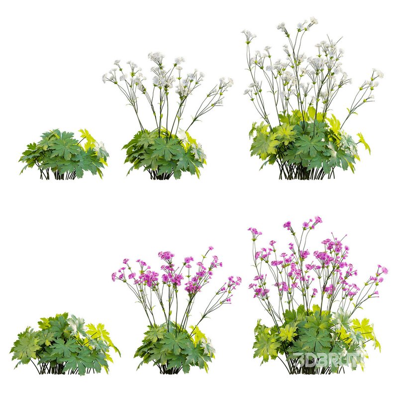 Astrantia major Great Masterwort Image 1