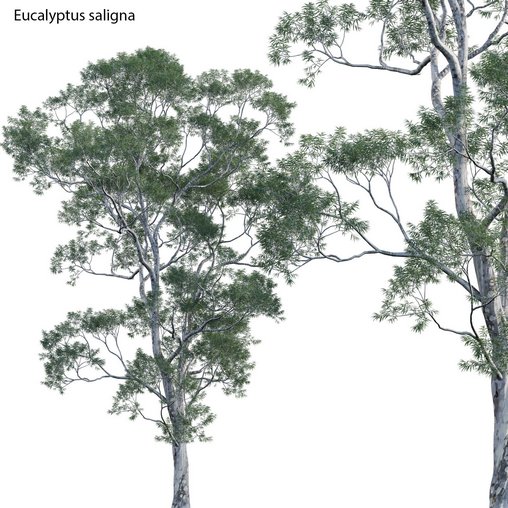 Eucalyptus saligna – Sydney Blue Gum 01