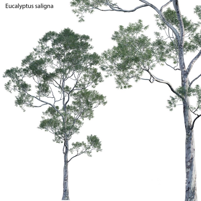 Eucalyptus saligna – Sydney Blue Gum 02 Image 1