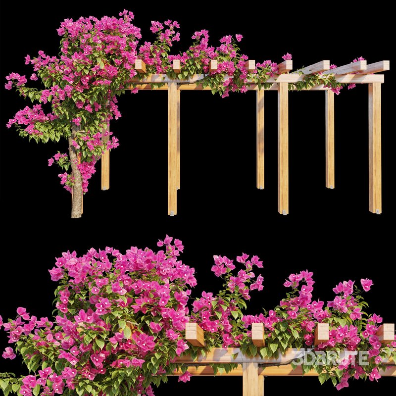 Bougainvillea 02 Image 1