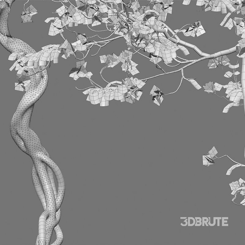 Bougainvillea 13 Image 4