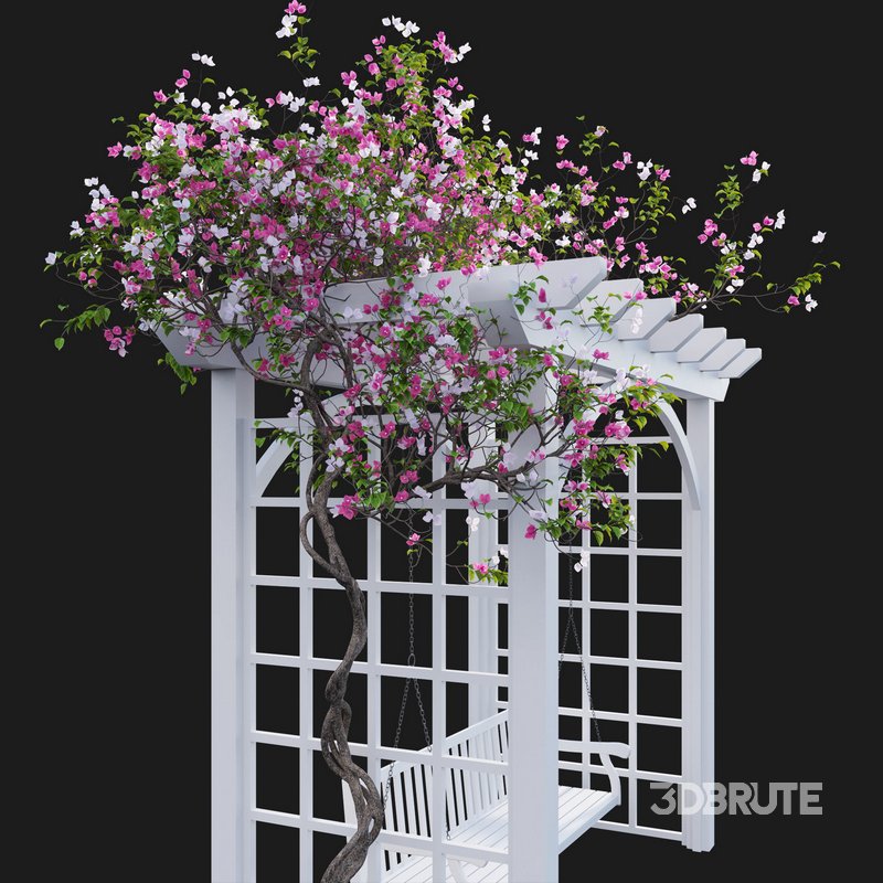 Bougainvillea 16 Image 3