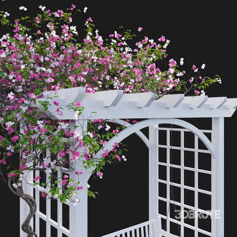 Bougainvillea 16 Image 5