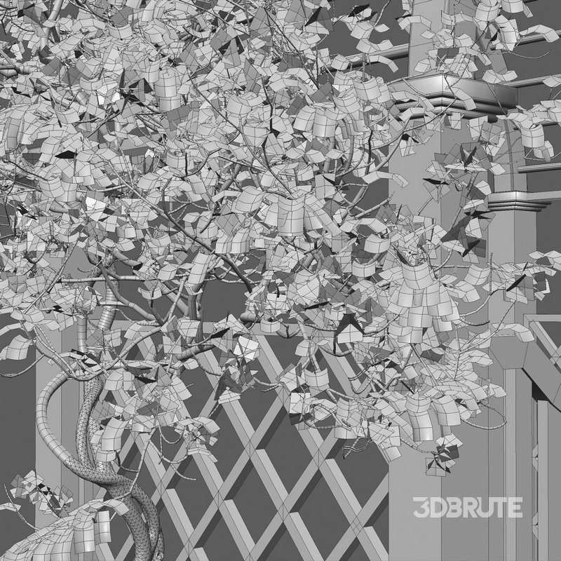 Bougainvillea 16 Image 5