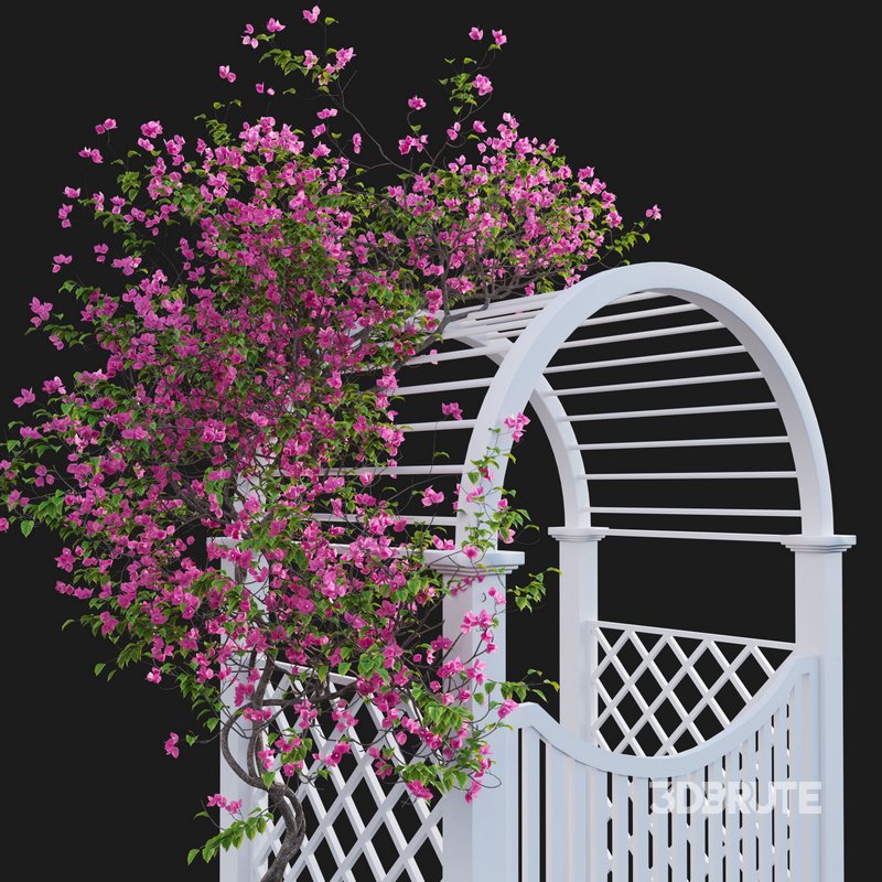 Bougainvillea 16 Image 4