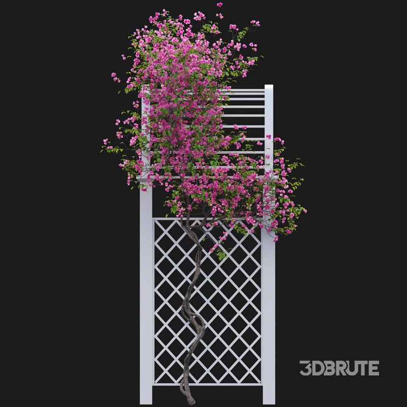 Bougainvillea 16 Image 3