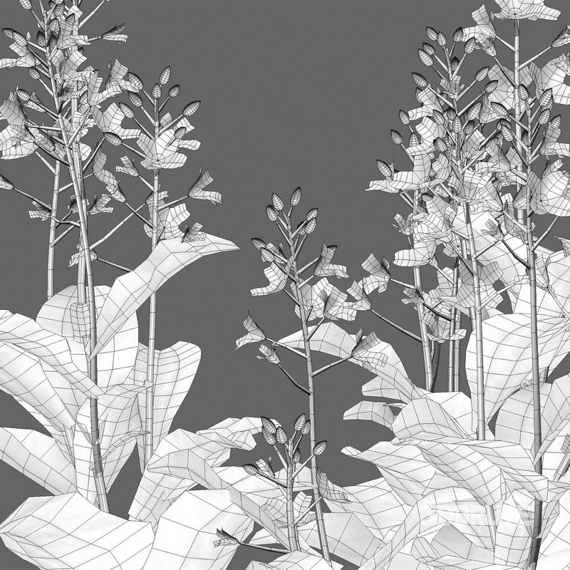 Brassica Napus – Turnip Rooted Cabbage Image 4