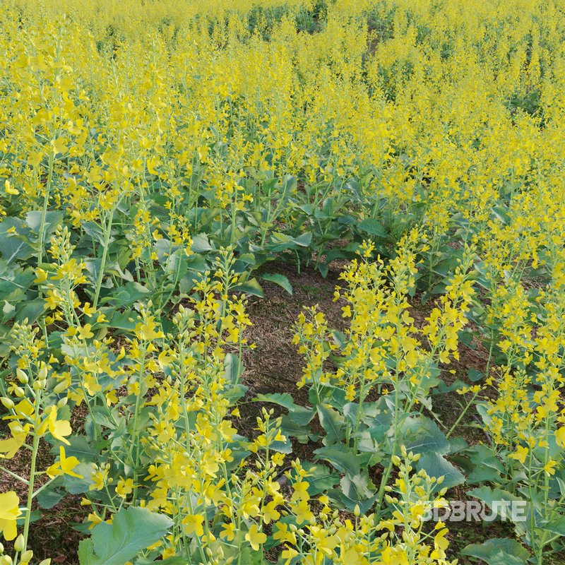 Brassica Napus – Turnip Rooted Cabbage Image 3