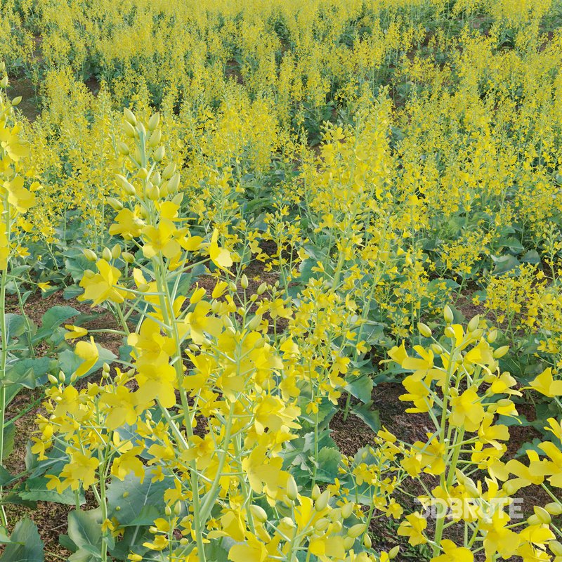 Brassica Napus – Turnip Rooted Cabbage Image 2