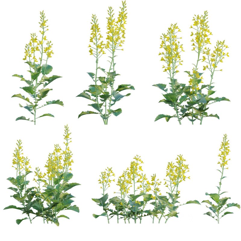 Brassica Napus – Turnip Rooted Cabbage Image 1