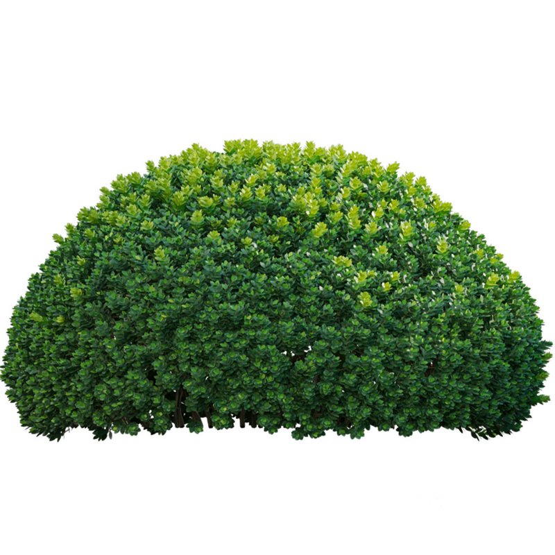 Buxus microphylla – Littleleaf Box Image 2