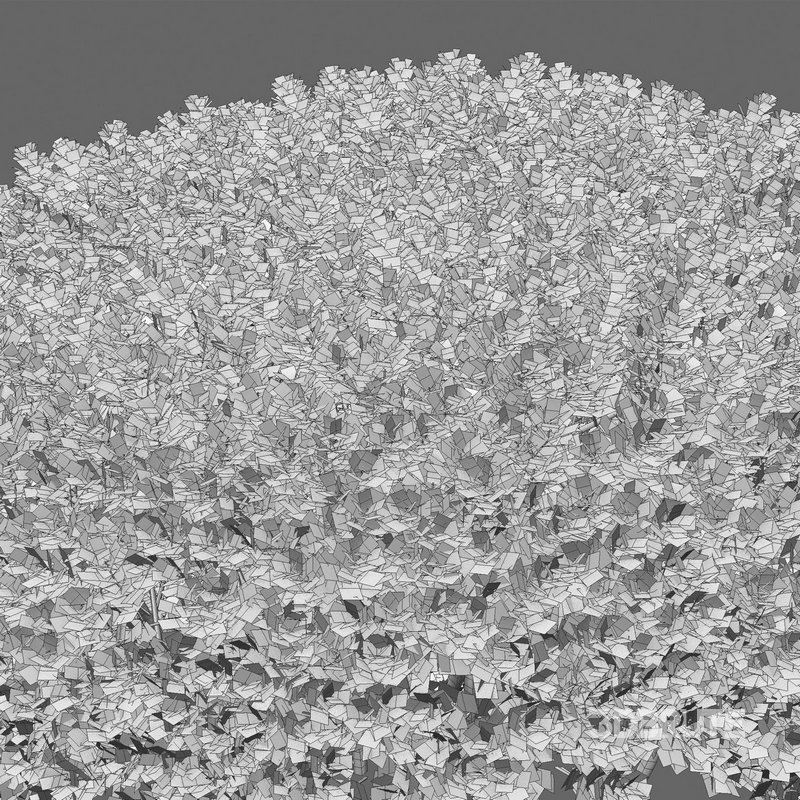 Buxus microphylla – Littleleaf Box Image 4