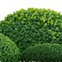 Buxus microphylla – Littleleaf Box - Thumbnail 3