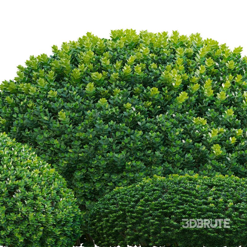 Buxus microphylla – Littleleaf Box Image 3