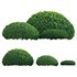 Buxus microphylla – Littleleaf Box - Thumbnail 1
