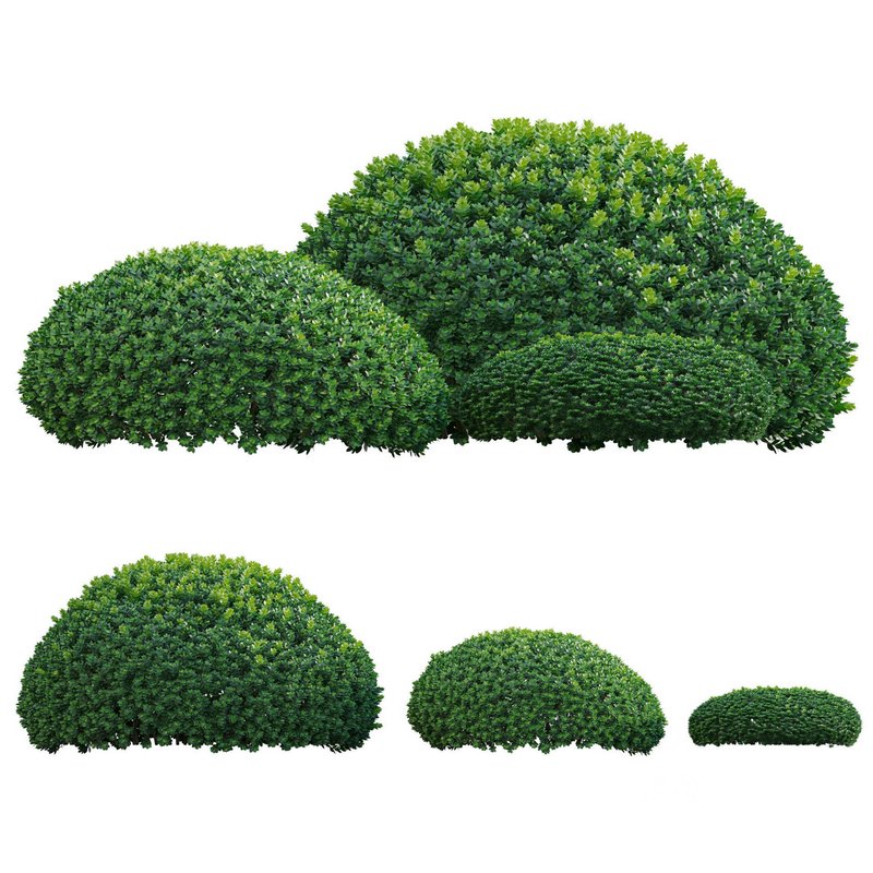 Buxus microphylla – Littleleaf Box Image 1