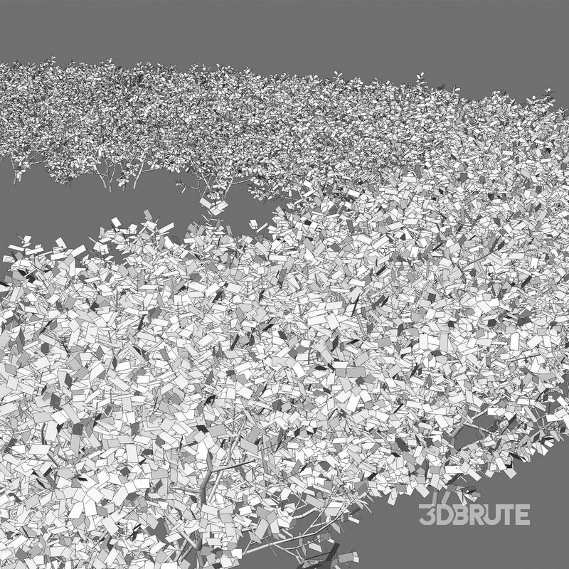 Buxus Sempervirens – Boxwood 02 Image 3