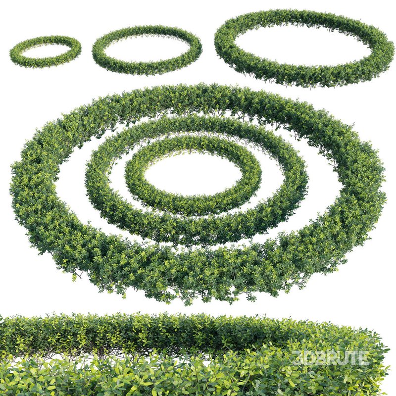 Buxus Sempervirens – Boxwood 02 Image 1