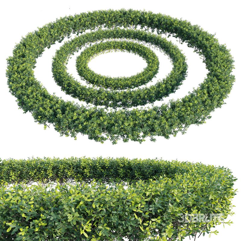 Buxus Sempervirens – Boxwood 02 Image 2