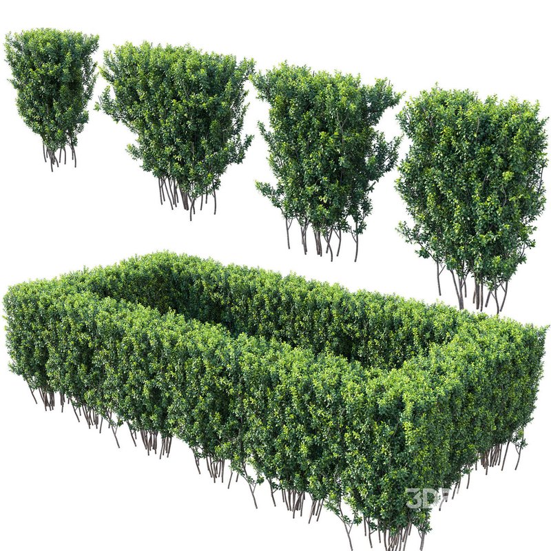 Buxus Sempervirens – Boxwood 03 Image 1