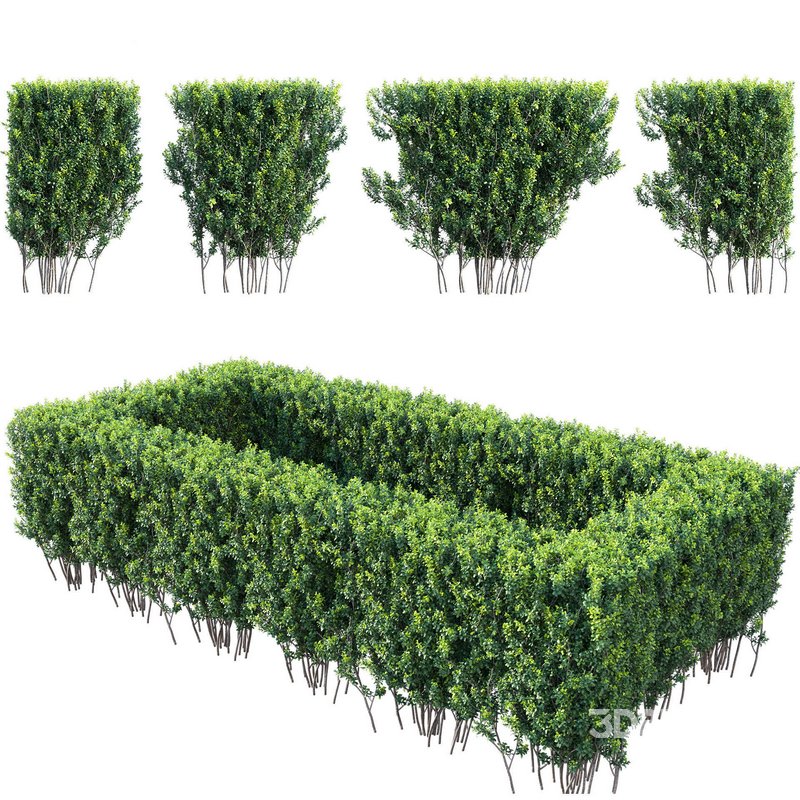 Buxus Sempervirens – Boxwood 03 Image 2