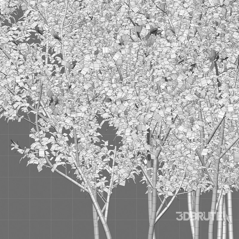 Buxus Sempervirens – Boxwood 03 Image 3